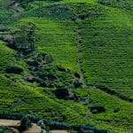 Vibrant green tea plantations on the rolling hills of Nuwara Eliya, Sri Lanka.